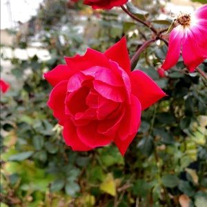 Meet your Posher, Selena